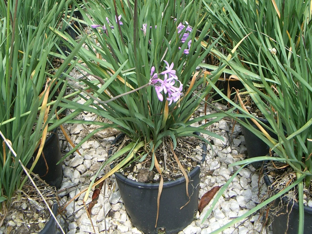 Tulbaghia Violacea