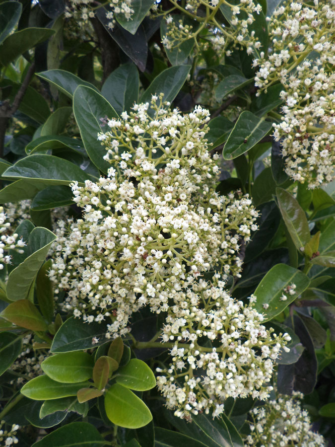 Viburnum Lucidum