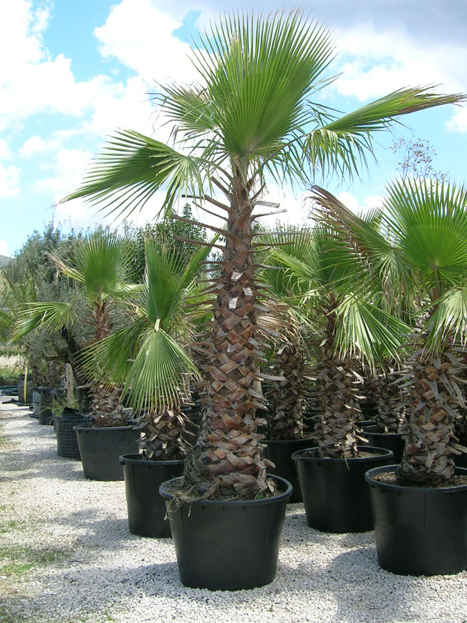 Washingtonia Robusta