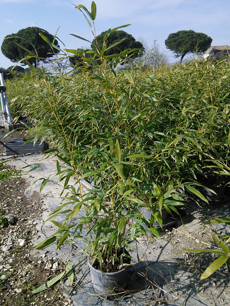 PHYLLOSTACHYS BISSETTI 18