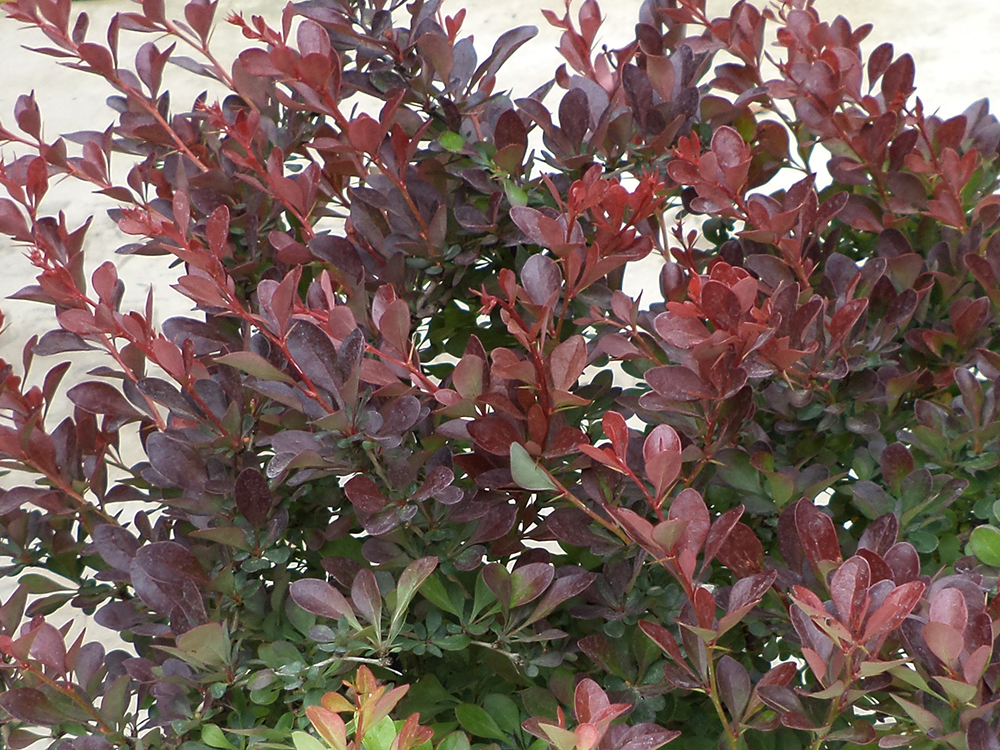 Berberis Thunbergii Atropurpurea Nana