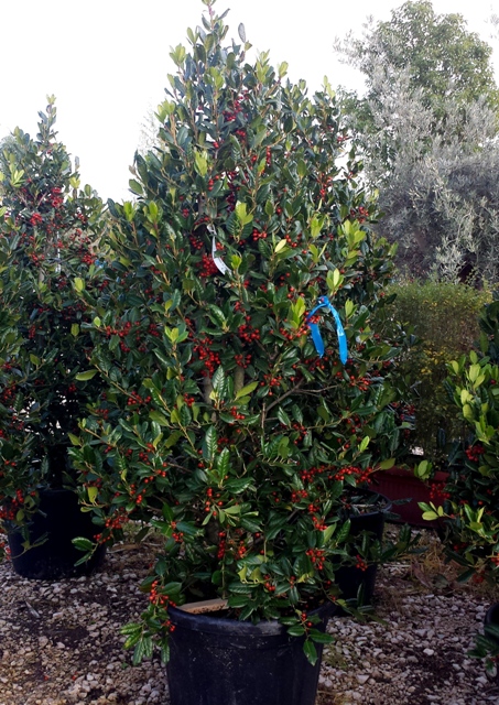 Agrifoglio (Ilex Nellie Stevens) Vivai Imperatore