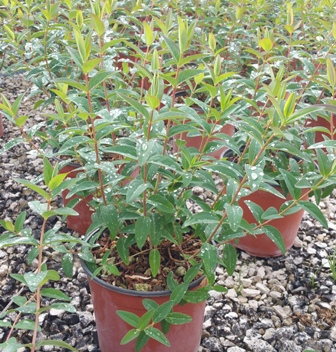 Iperico (Hypericum Hidcote) Vivai Imperatore