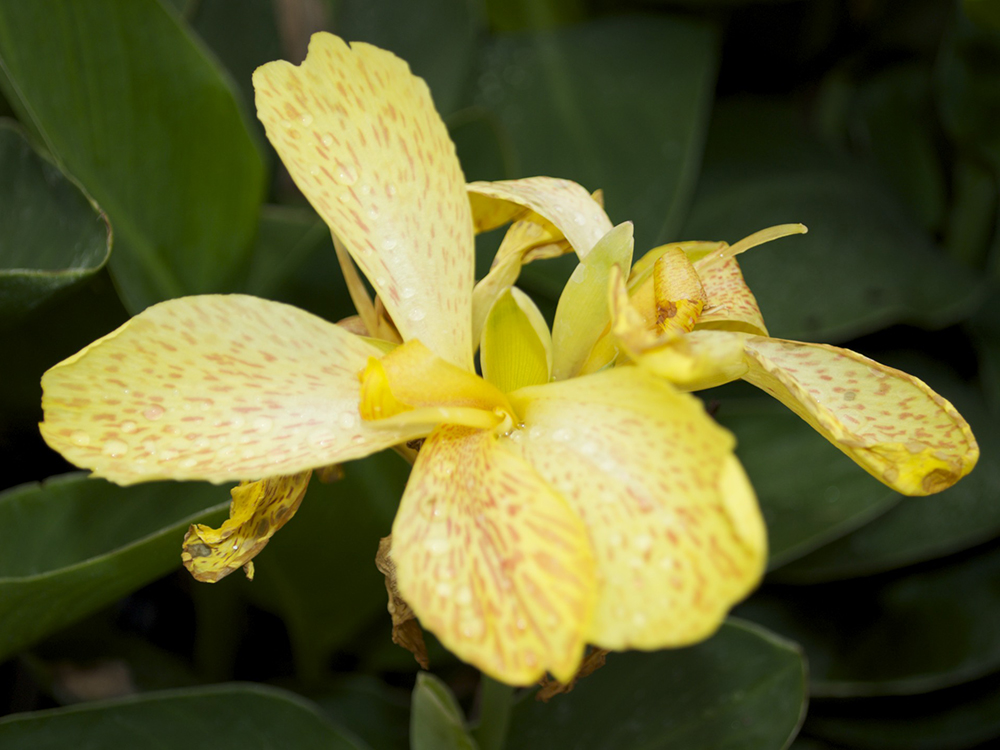 Canna Indica Compatta