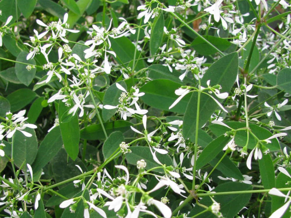 Hypericifolia White