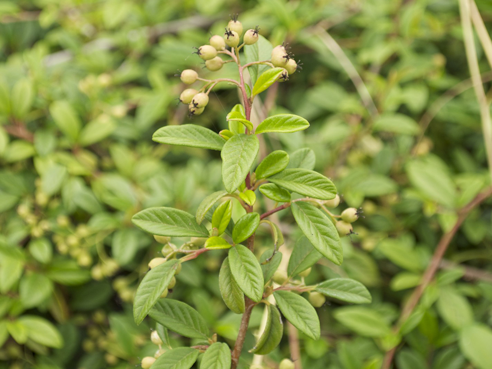 Cotoneaster Salicifolius