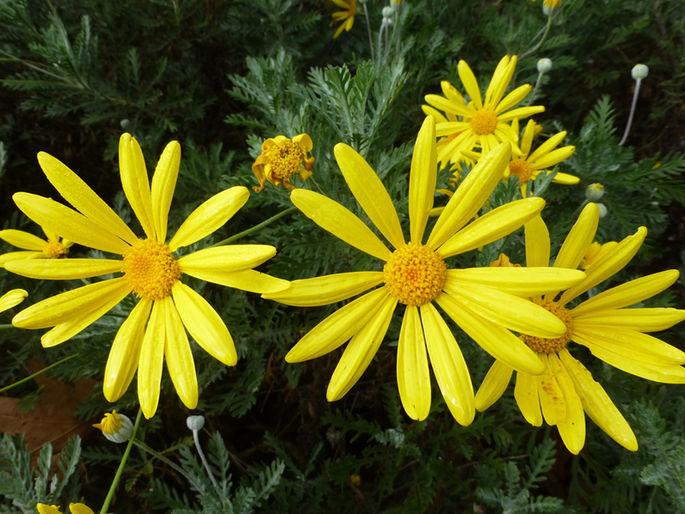 Euryops Pectinatus