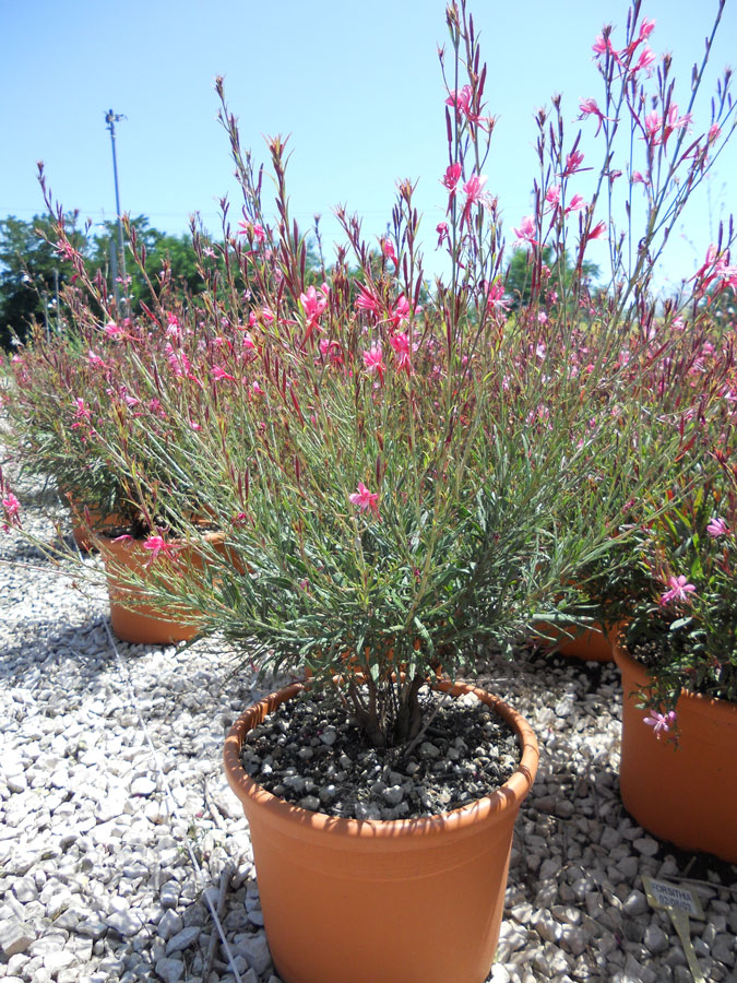 Gaura Lindheimeri Dark Pink