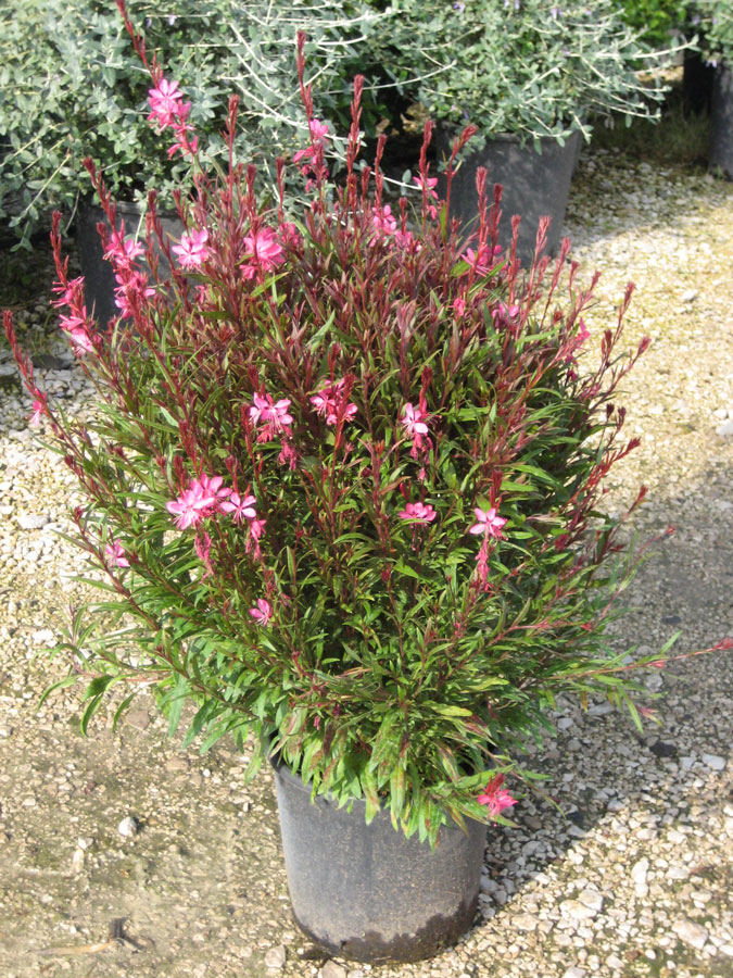 Gaura Lindheimeri Dark Pink