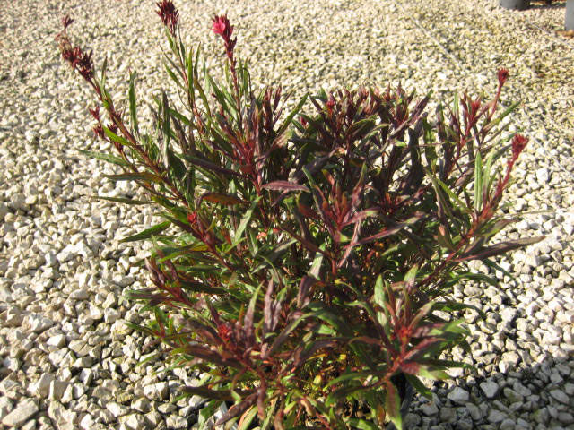 Gaura Lindheimeri Dark Pink