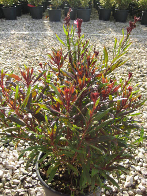 Gaura Lindheimeri Dark Pink