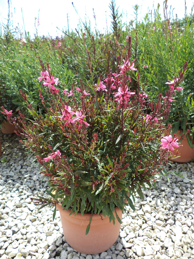 Gaura Lindheimeri Dark Pink