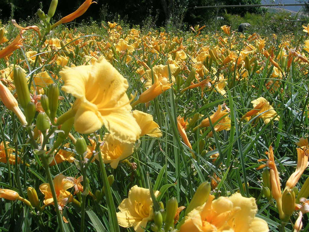 Hemerocallis Stella de Oro