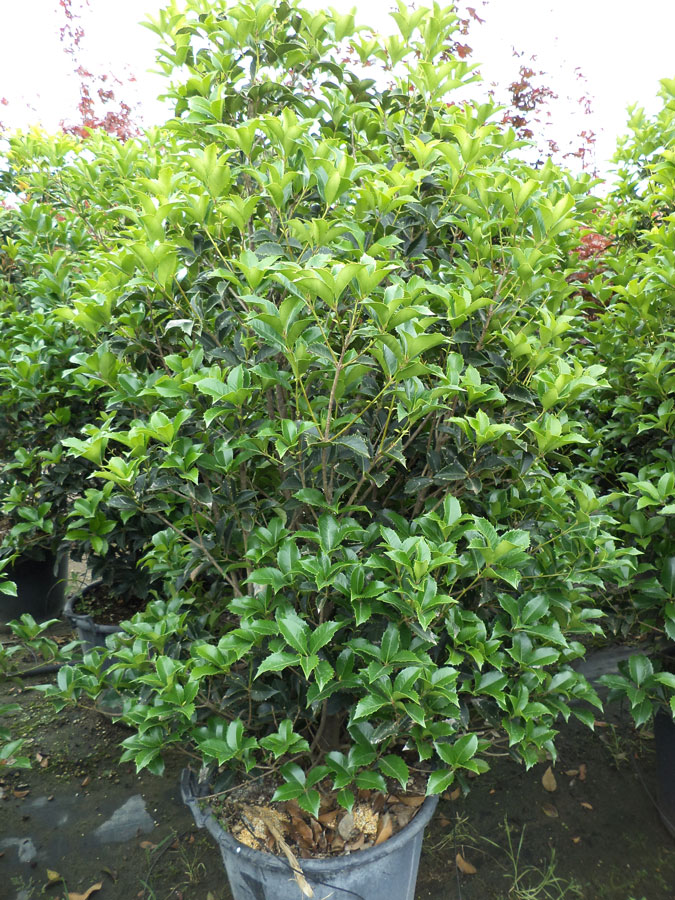 Osmanthus Aquifolium