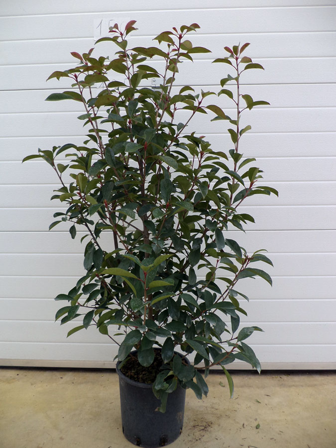 Photinia Red Robin