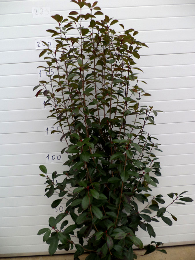 Photinia Red Robin Nana