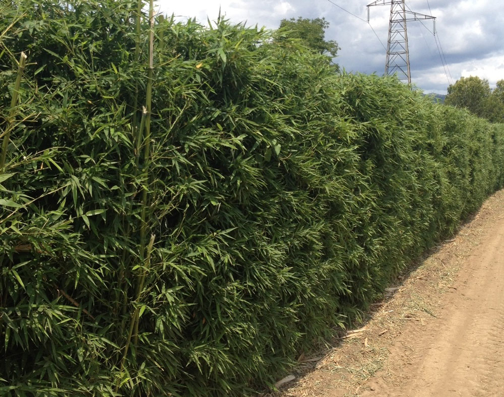 Phyllostachys Aurea