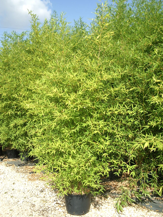 Phyllostachys Aurea