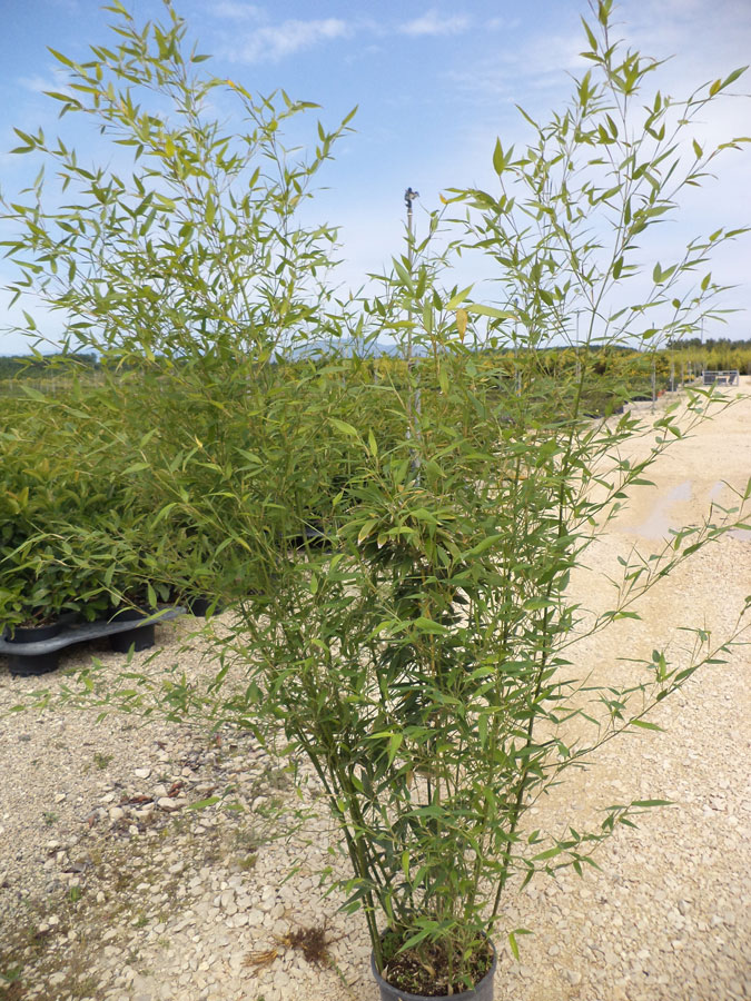 Phyllostachys Bissettii