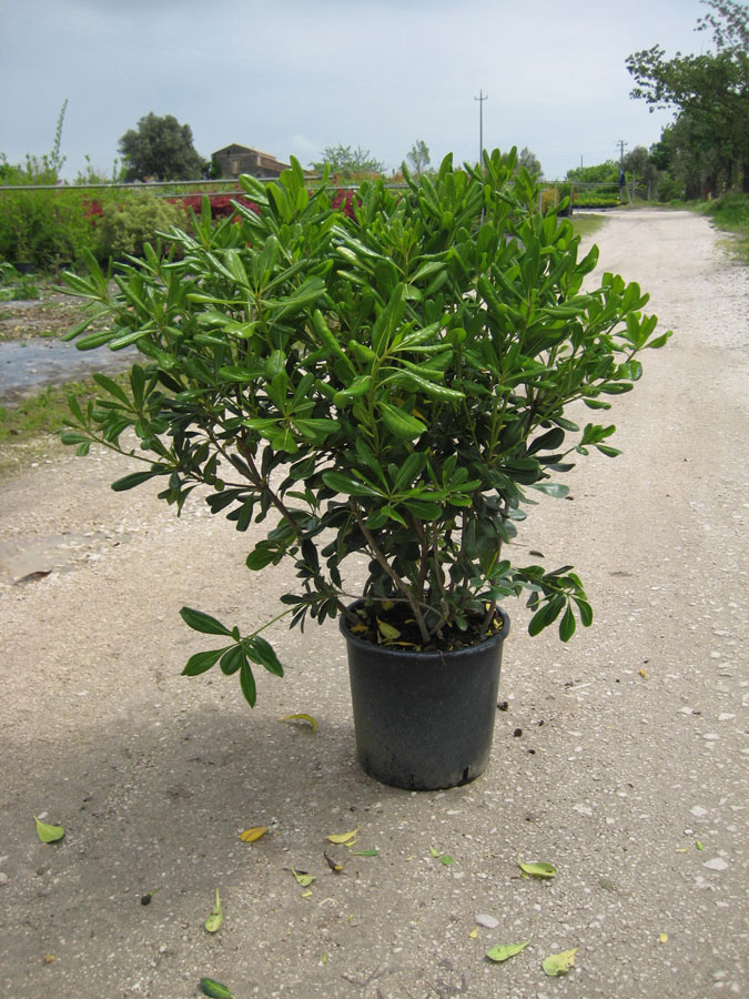 Pittosporum Tobira