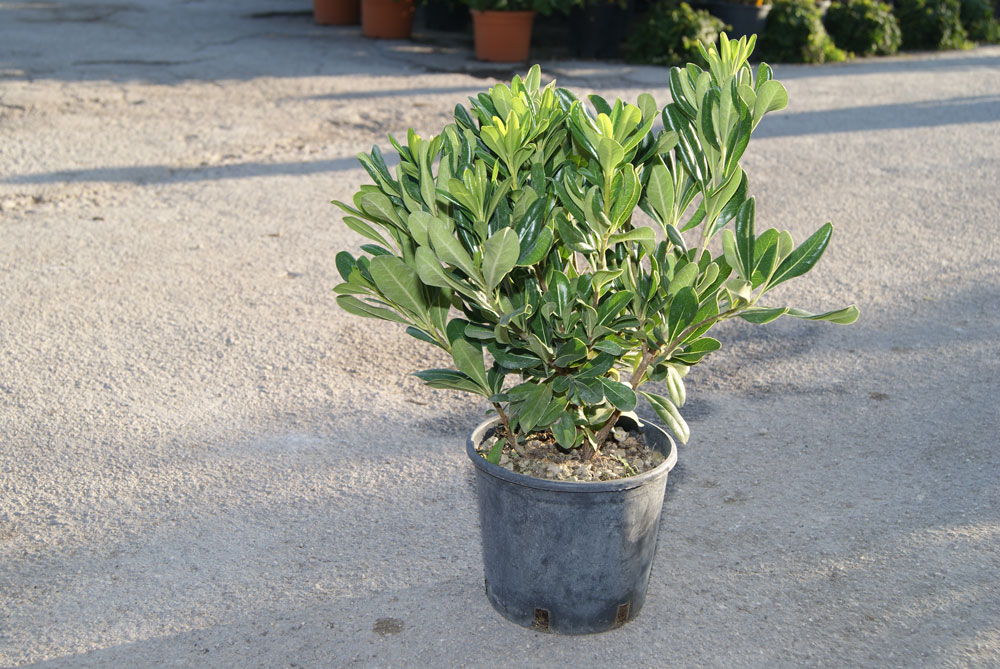 Pittosporum Tobira